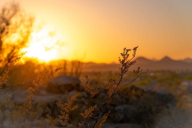 flower-sunset