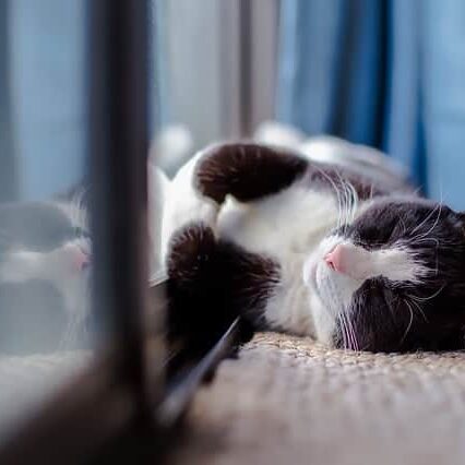 cat-1903024_640 cat-1903024_640