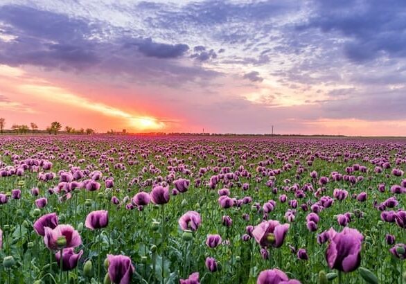 sunset-flowers sunset-flowers