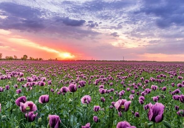 sunset-flowers